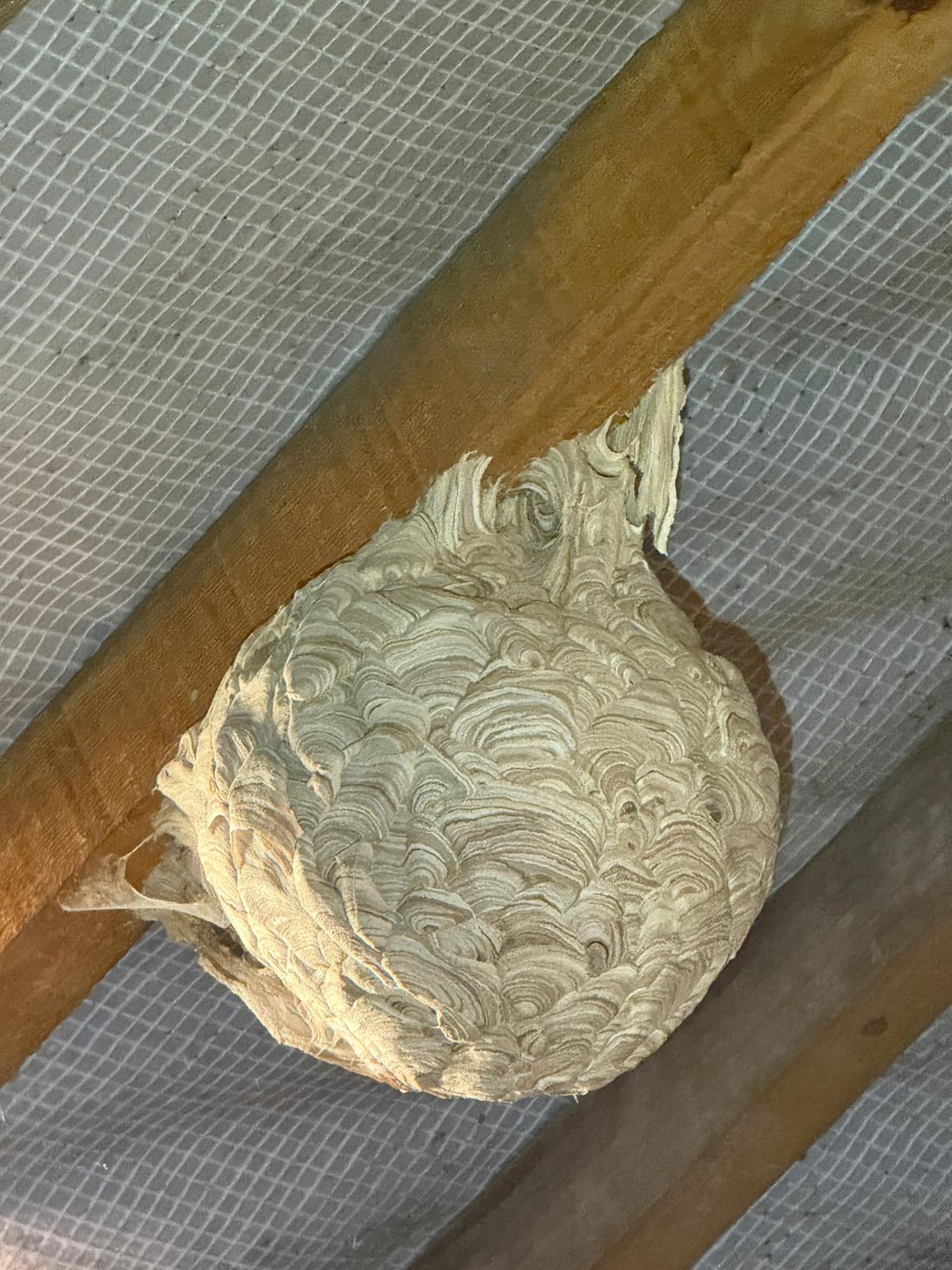 Nid de frelons asiatiques volumineux suspendu à la charpente d'une toiture, montrant la texture du papier mâché du nid.