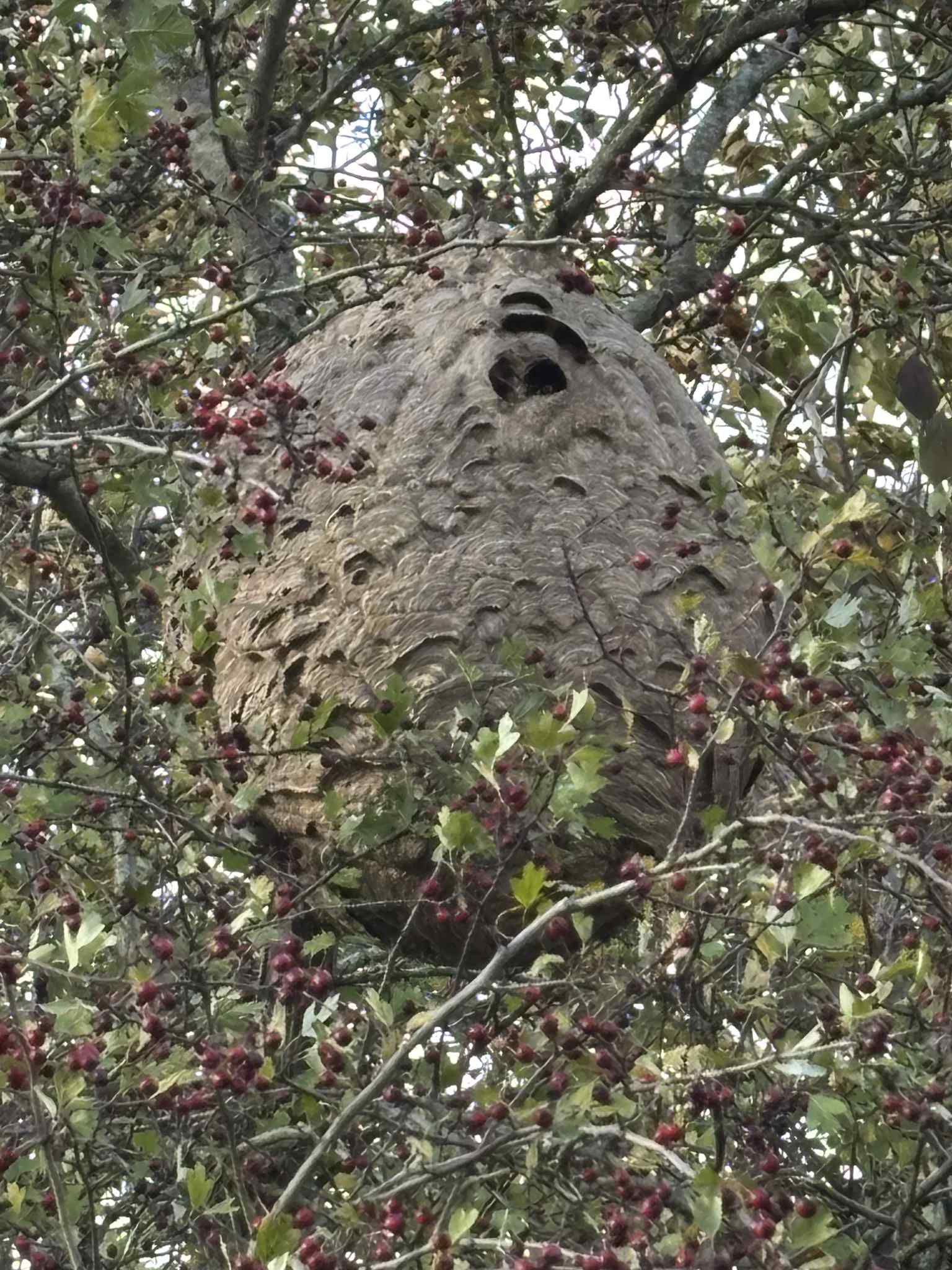 Énorme nid de frelons asiatiques mature et très volumineux, dissimulé dans un arbre et entouré de baies rouges.
