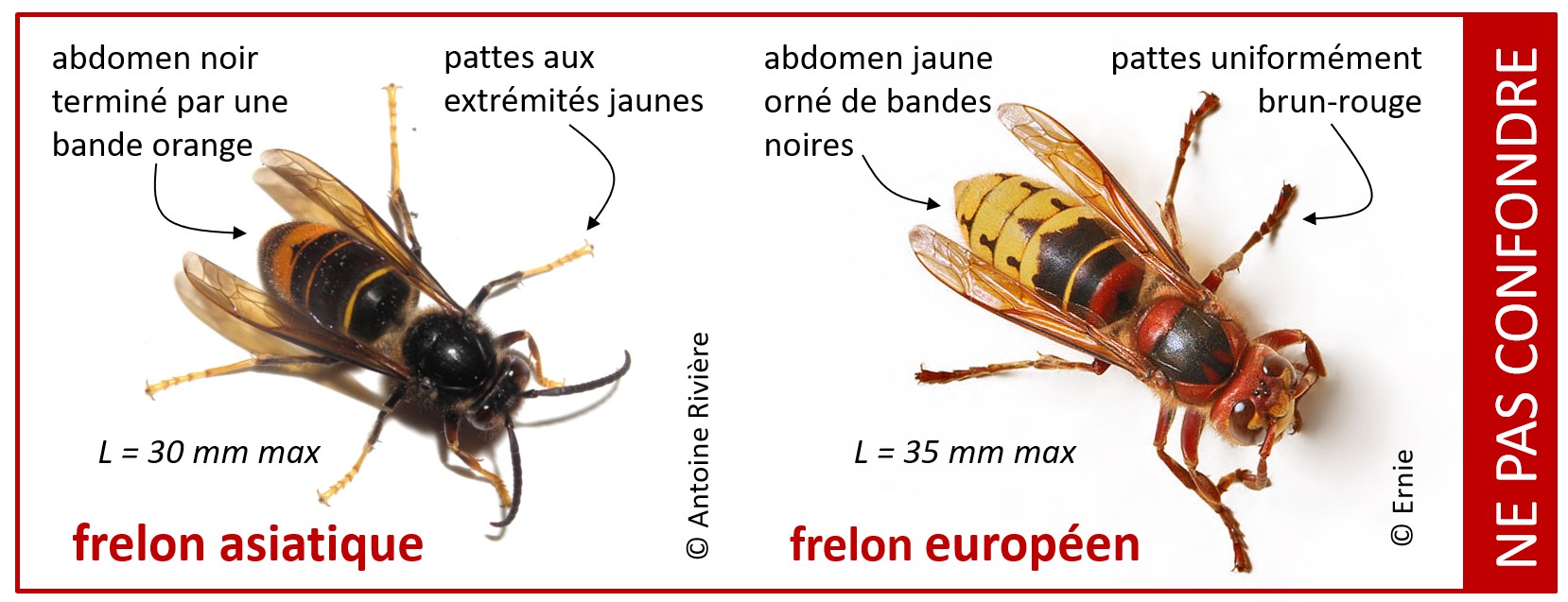 Comapraison Frelons Asiatiques et Européens